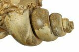 Pleistocene Fossil Gastropod (Strombus) Shell Cast - France #189432-2